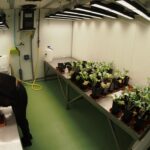 Croissance en température hivernale