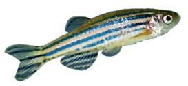 poisson zèbre