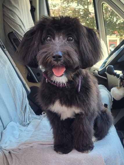 zeld1 Zelda est une Coton de Tuléar à la robe noire