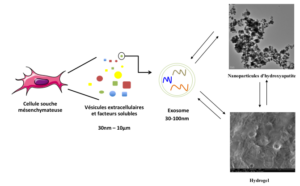 Vignette - Régénérer le tissu osseux grâce à la biologie cellulaire, les biomatériaux et l’étude des nanovésicules