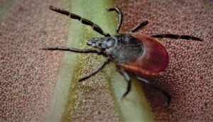 Vignette - Conférence – Comprendre l’écologie des tiques pour mieux s’en protéger